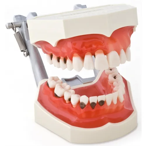 MORITA PERIO STUDIENMODELL MIT D-ARTIKULATOR