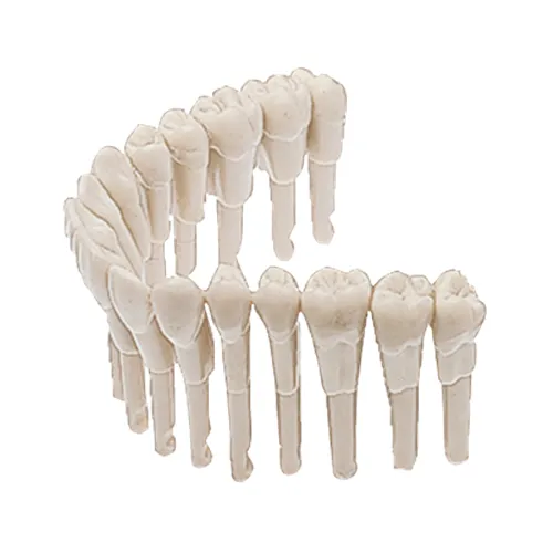 KAVO SIMULATIONSMODELL ELEMENT 1-5 PREMOLAREN (10st)